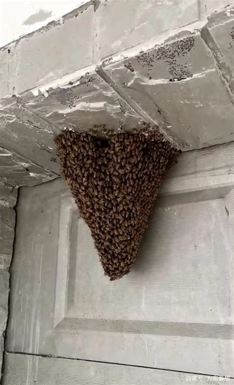西南方向五行 蜜蜂在家筑巢 风水